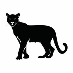 Mountain lion silhouette. This image shows a black silhouette of a mountain lion, also known as a cougar or puma, in a walking stance. Vector clipart illustration design.