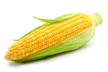 Fresh yellow corn on cob