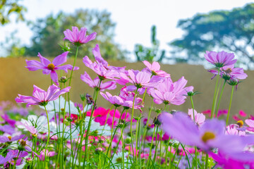 Fototapeta premium Beautiful pink cosmos flowers blooming in garden,spring season.