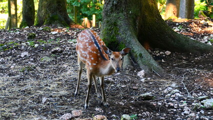 Sikahirschkuh © cagala