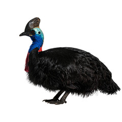Cassowary on White