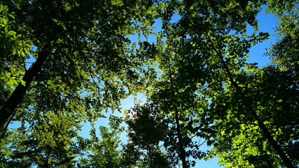 Blick durch die Baumkronen in den sonnigen Himmel
