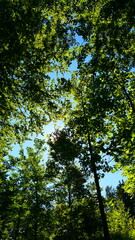 sonnendurchflutete Baumkrone 