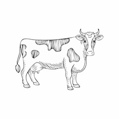Holstein cow drawing. It is a simple, black and white outline sketch of a Holstein cow with its classic black and white spots. Vector sketch line art draw.