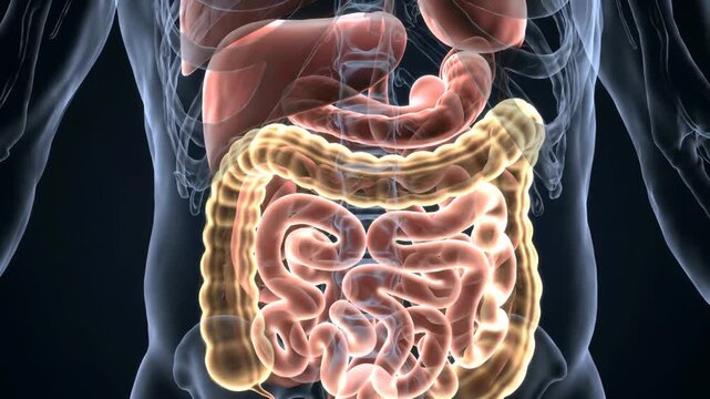 Human Anatomy: Digestive System, Liver, Stomach, Intestines Illustration for Education