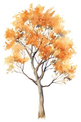 Fototapeta premium Autumn tree drawing sketch plant.