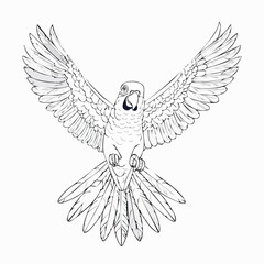 Fototapeta premium Flying parrot drawing. This black and white outline depicts a parrot or parakeet in dynamic flight with its wings spread, ideal for coloring. Vector sketch line art draw.