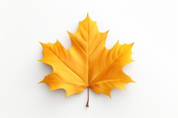 Obraz premium Leaf autumn maple plant.