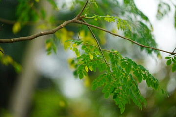 Fresh drumstick tree leaves portrait with natural green background