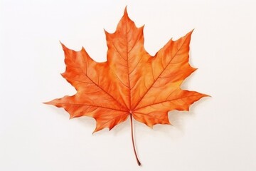 Fototapeta premium Leaf maple plant tree.