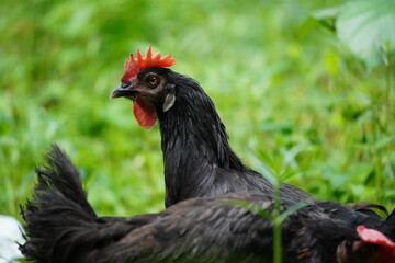Closeup black chicken head portrait with natural background and details