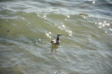 Lonely seagull resting on gentle sea waves with shimmering sunlight, peaceful ocean landscape.