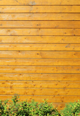 Fototapeta premium Orange wooden boards on wall with green plants 