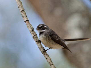 Grey Fantail (Rhipidura albiscapa) perched in a tree with bokeh background. 