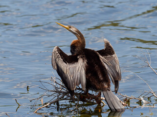 Australasian Darter or Snakebird (Anhinga novaehollandiae) perched on a submerged tree branch.