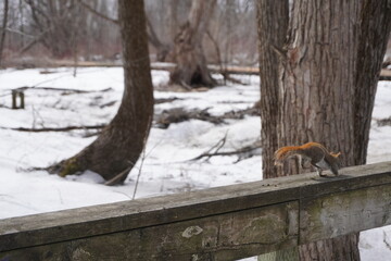 Red chipmunk in a park