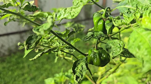 A pepper tree with bright green hot peppers (Trinidad Congo Peppers) blows in the wind early in the morning in the garden. 