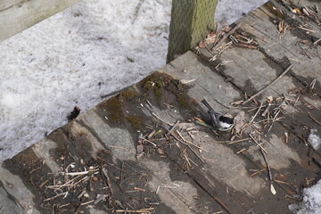 Chickadee bird on the wooden path	