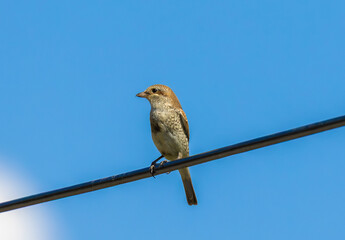 A Red-backed Shrike (Lanius collurio) bird standing on a wire