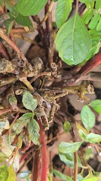 This plant is suffering from a serious plant disease. Melebug, mites, and white blight have over taken the plant. 