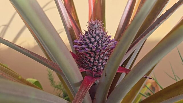 A pineapple plant has a small pineapple that has just begun to grow. The small fruit can be seen in the center of the leaves of the plant. 
