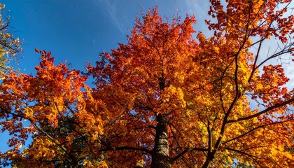 Vibrant autumn foliage canopy