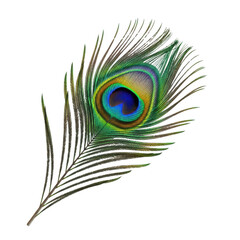 Fototapeta premium Close up of a vibrant peacock feather with an eye pattern on a black background