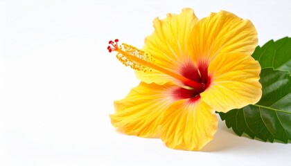 orange flower on white background