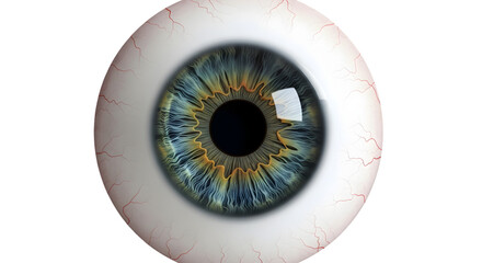 Detailed human eye