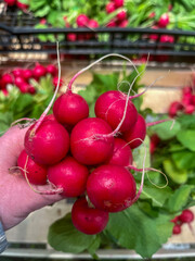 Hand holding a bunch of fresh red radishes with leaves at a farmers market