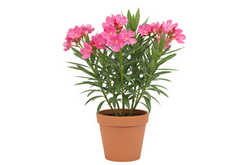 Pink Carnation Potted Plant: Vibrant Blooms & Lush Greenery on white background