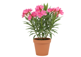 Pink Carnation Potted Plant: Vibrant Blooms & Lush Greenery on white background