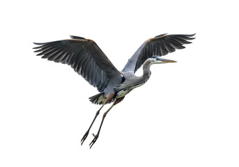 Great Blue Heron in Flight: Majestic Bird Photography on white background