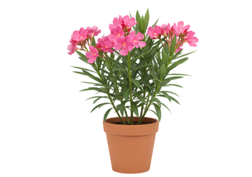 Pink Carnation Potted Plant: Vibrant Blooms & Lush Greenery on white background