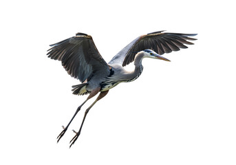 Great Blue Heron in Flight: Wildlife Photography on white background