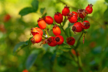 Vibrant red berries glisten under soft sunlight in a peaceful garden setting during early autumn exploration