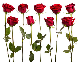 set of isolated red rose flowers. Created with Generative AI