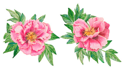 Pink peonies. A set of watercolor pink peonies hand drawn isolated on a white. Flowers, leaves for printing on fabric, postcards, invitations, menus, cosmetics, designs, eco product and others