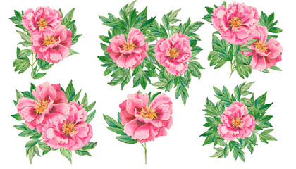Pink peonies. A set of watercolor pink peonies hand drawn isolated on a white. Flowers, leaves for printing on fabric, postcards, invitations, menus, cosmetics, designs, eco product and others
