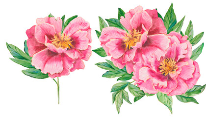 Obraz premium Pink peonies. A set of watercolor pink peonies hand drawn isolated on a white. Flowers, leaves for printing on fabric, postcards, invitations, menus, cosmetics, designs, eco product and others