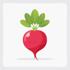 Red Radish Illustration