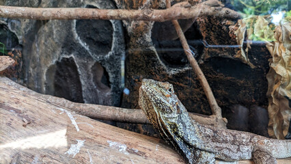 Kadal payung or Umbrella lizard or Chlamydosaurus kingii or iguana.