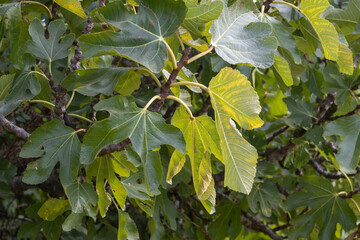 Fototapeta premium Vibrant green fig leaves growing on a branch in sunlight