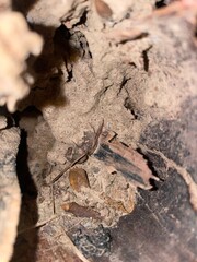 ant on wood
