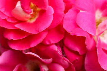 pink rose petals macro close up background 