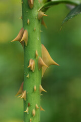 Close up of a rose stem with thorns against green background