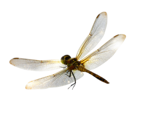 Fantasy Dragonfly with Glowing Wings