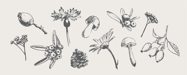 Set of hand drawn vintage vector autumn forest plants, mushrooms, berries and pine cone in sketch style. Decoration for thanksgiving packaging, invitations © Anna Volkova