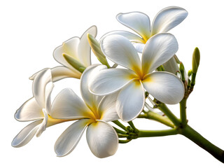 Obraz premium Delicate white tropical frangipani plumeria flowers with yellow centers image