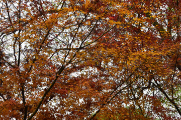 Close-up of the red maple leaves. Maple trees. Autumn leaves. Scene of autumn, nature concept.